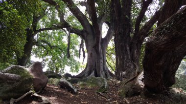 Ormandaki güzel bir ağaç manzarası.