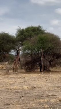 Afrika savanındaki zürafa