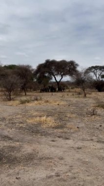 Masai Mara 'da fil sürüsü