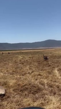 Arkasında bir dağ olan güzel bir manzara.