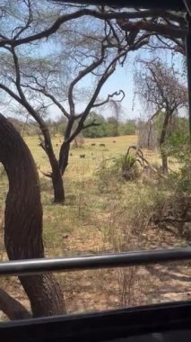 Bir ağacın altındaki parktaki zürafanın yakın plan fotoğrafı.