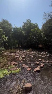 Ormanın güzel manzarası