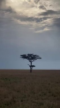 Savanadaki büyük ağaç.