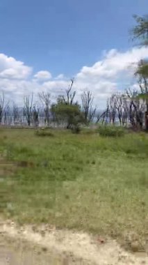 Ön planda ağaçlar ve çimenler olan manzara