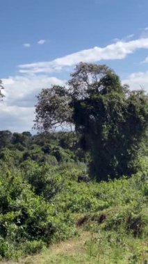 Ağacı ve dağı olan güzel bir manzara.