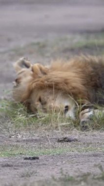 Botswana 'daki Chobe Ulusal Parkı' nda yerde yatan aslan.