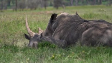 Afrika manda Kruger National park, Güney Afrika