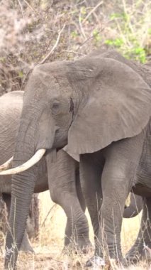 Afrika fili Afrika 'nın güneyindeki Kruger Ulusal Parkı' nda doğal yaşam alanında.