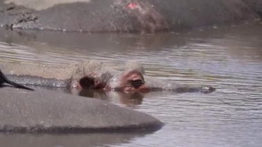 Sudaki su aygırları