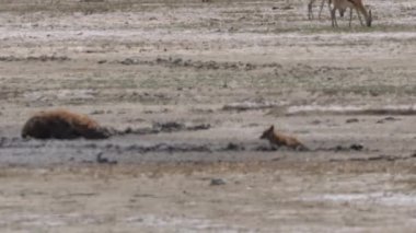 Afrika aslanı Kruger Ulusal Parkı, Güney Afrika 'daki su birikintisinde.