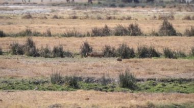 Aslan (Panthera leo), Panthera leo familyasından bir aslan cinsidir..
