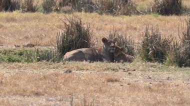 Etoşa safari parkında vahşi bir aslan.
