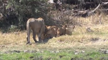 Afrika 'nın bozkırındaki aslan