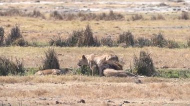 Afrika, Kenya savanındaki aslan.