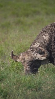 Ormandaki çayırda yaban domuzu