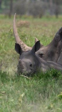 vahşi seratotherium ceratotherium cersiceros