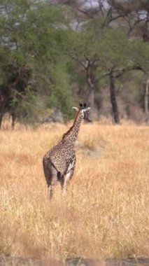 Savanada zürafa, safari