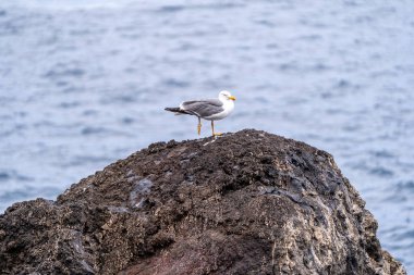 Denizdeki bir kayanın üzerindeki martı.