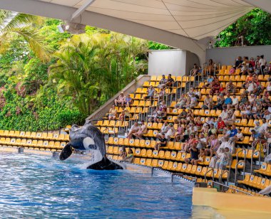 Açık havada yunuslar
