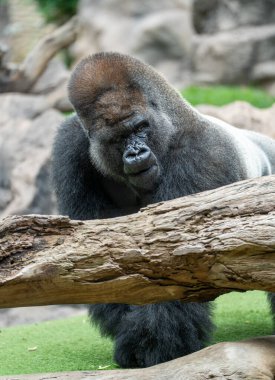 Büyük siyah bir gorilin portresi.