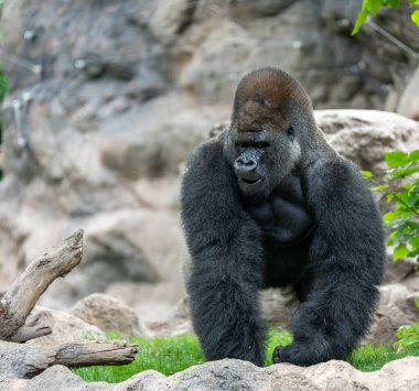 Hayvanat bahçesindeki goril