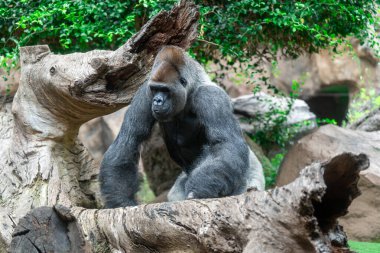 Erkek bir gorilin yakın plan fotoğrafı.