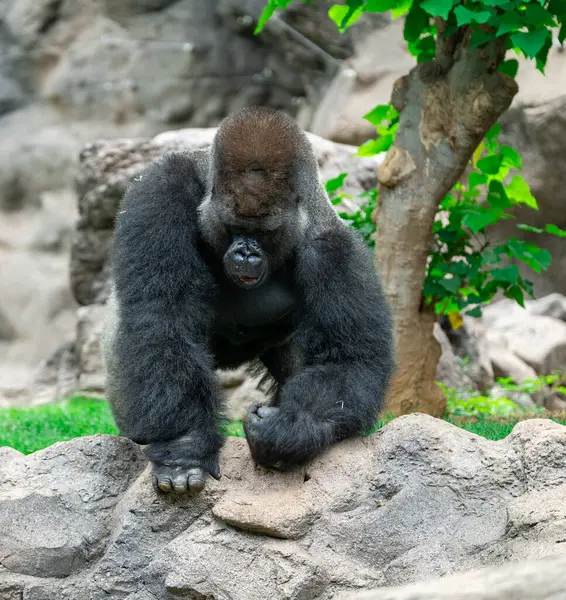 Açık havada goril portresi