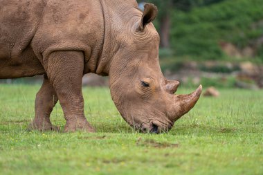 Otların arasında beyaz gergedan.
