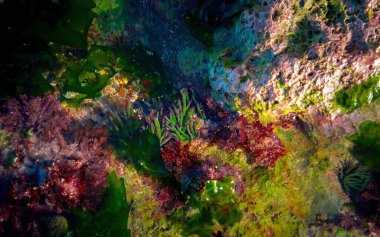 deniz şakayığı ve deniz yosunu suyun altında