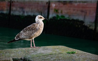Limandaki çitin üzerindeki martı.