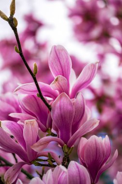 Bahçedeki güzel pembe çiçekler