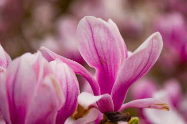 Bahçedeki güzel pembe çiçekler