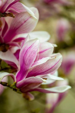 Bahçe içinde güzel pembe çiçek