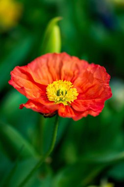 Bahçede yetişen güzel kırmızı gelincik çiçeği