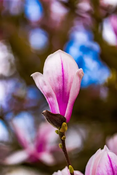 Bahçedeki güzel çiçekler