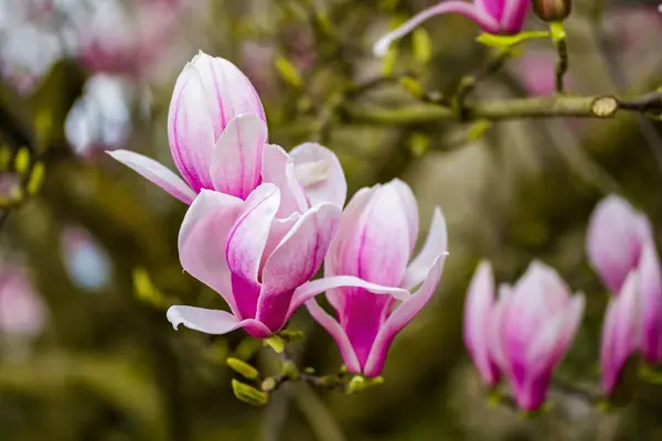 Bahçedeki güzel pembe manolya çiçeği