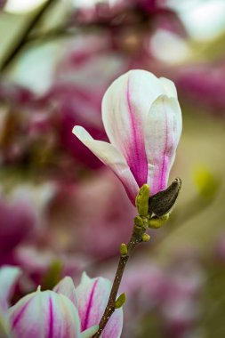 Manolya çiçeği, manolya ağacı, bahar çiçeği arka planı.