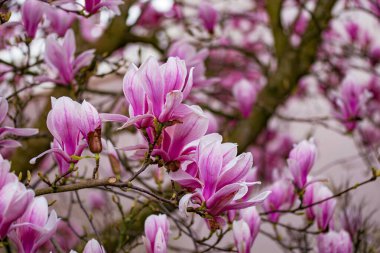 Bahçedeki güzel pembe çiçekler