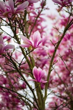 Bahçede güzel bahar çiçekleri