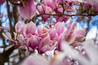 Bahçede güzel bahar çiçekleri