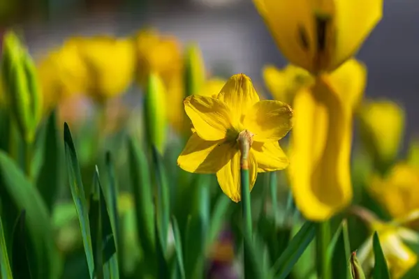 Bahçedeki sarı çiçekler