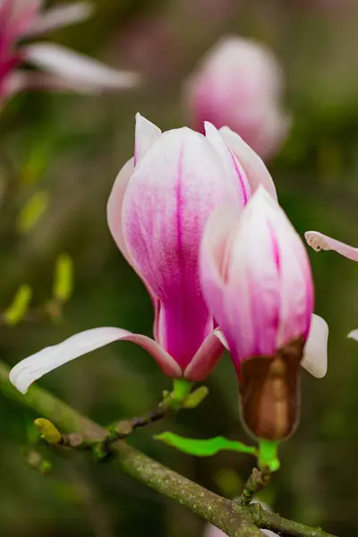 Bahçedeki güzel pembe orkide çiçeği