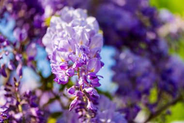 Bulanık arka planda güzel leylak salkımı çiçekleri, yakın plan. Bahar mevsimi