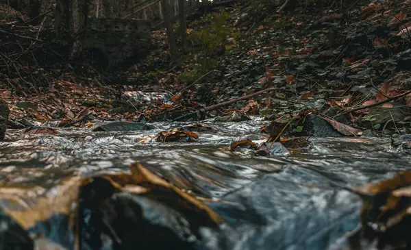 Ormanda güzel bir şelale