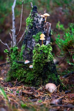 Ormanda yosun ve mantarlı bir kütük.