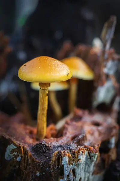 Ormandaki bir mantarı kapat.