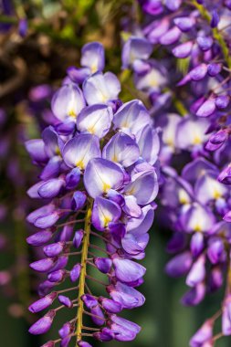 Bahçedeki güzel mor çiçekler