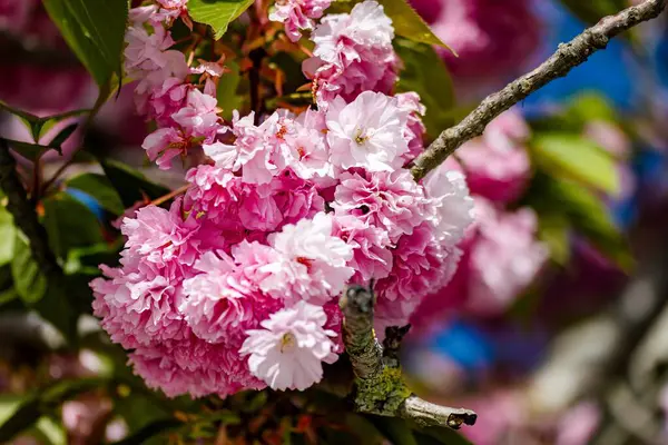 Bahçede güzel bahar çiçekleri