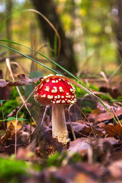 red amanita muscaria in the forest