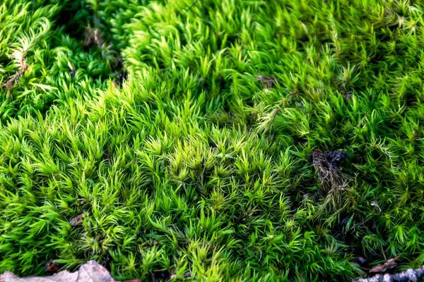 Yerde yeşil yosun var. Yosun arka planı. yeşil yosun